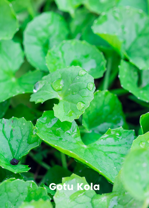 Ayurveda Herb Bundle: Gotu Kola & Brahmi