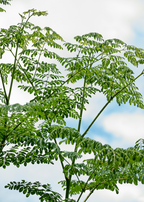 Moringa (Moringa oleifera)