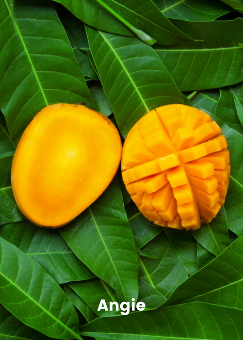 Mango Bundle: Valencia Pride + Angie