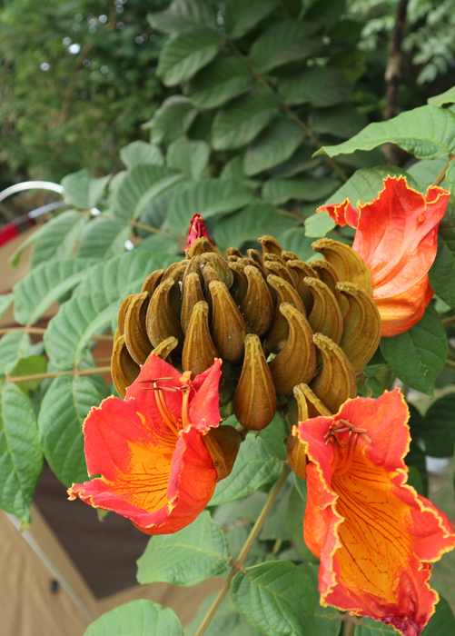 African Tulip Tree, Jamaican Donkey Pee Pee  (Spathodea campanulata)