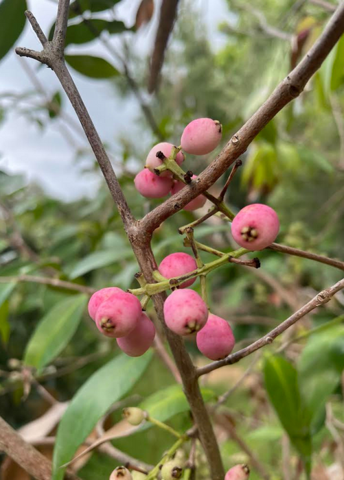 Lilly Pilly (Syzygium smithii, Acmena smithii)