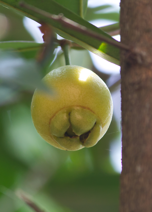 Rose Apple (Syzygium jambos)