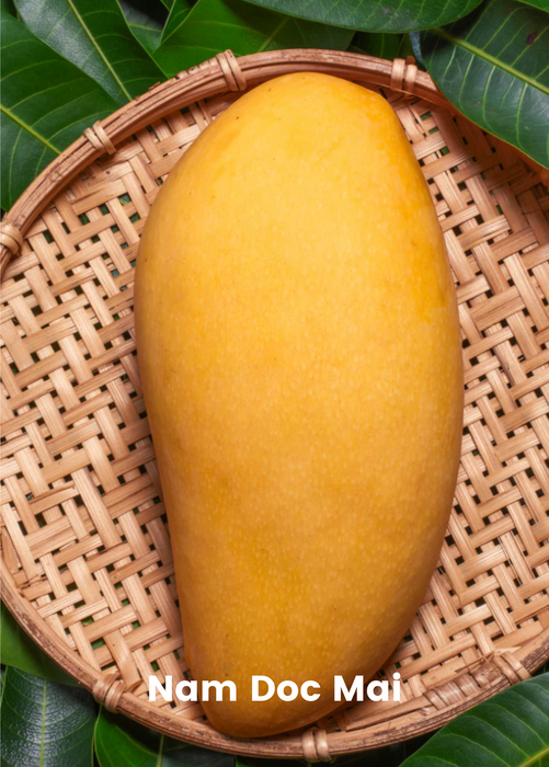 XL Mango Tree Bundle: 'Mallika' + 'Nam Doc Mai'