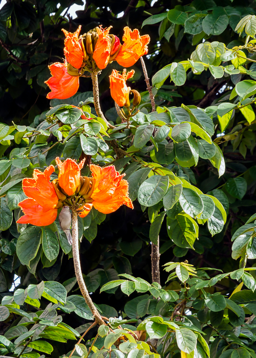 African Tulip Tree, Jamaican Donkey Pee Pee  (Spathodea campanulata)