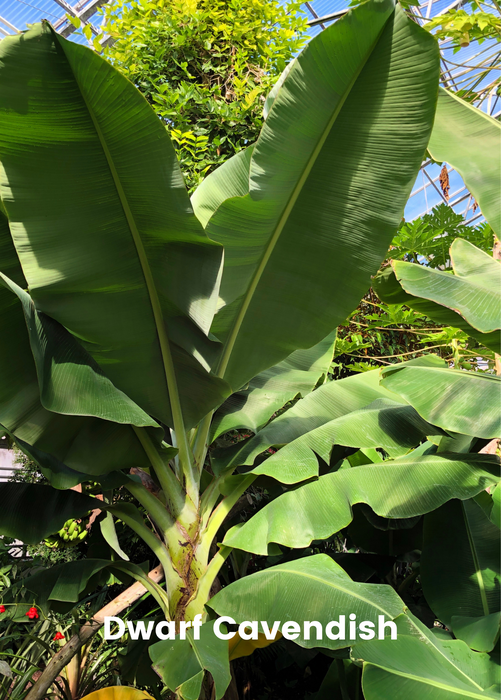 Banana Bundle: Siam Ruby, Blood Banana, Dwarf Cavendish & Red Abyssinian