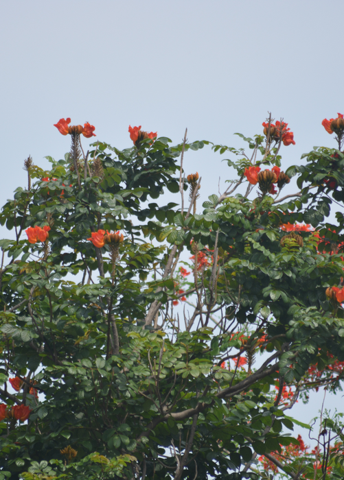 African Tulip Tree, Jamaican Donkey Pee Pee  (Spathodea campanulata)