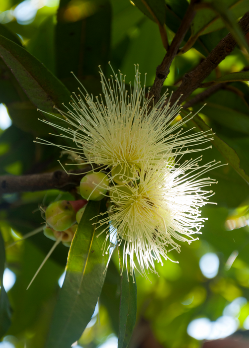 Rose Apple (Syzygium jambos)
