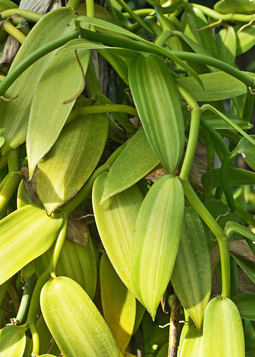 Vanilla Bean Orchid (Vanilla planifolia)