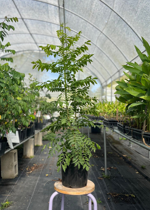 Jocote, Yellow (Spondias Mombin)