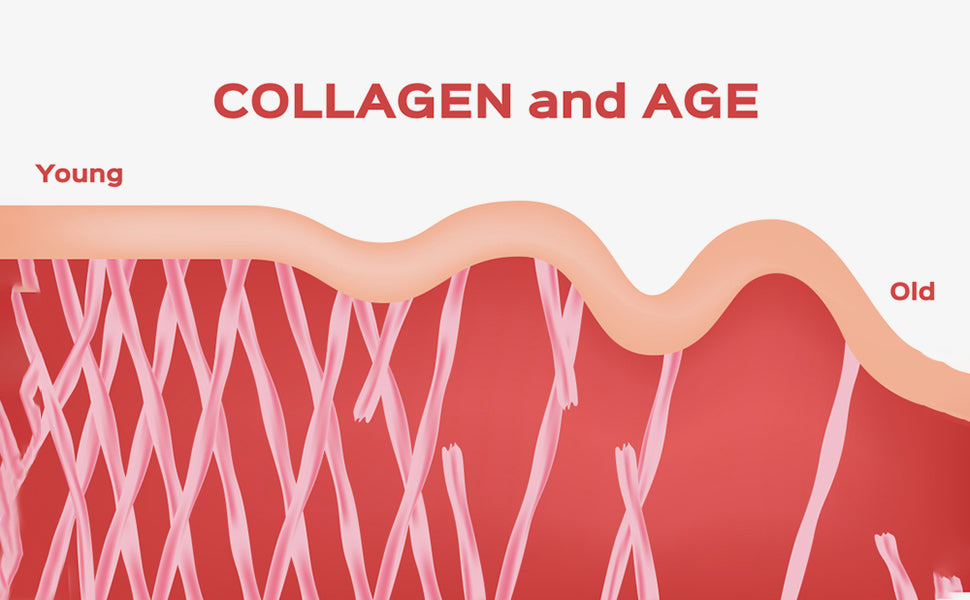 Collagen+ with Hydrolyzed Collagen Powder - Biotin - Hyaluronic Acid & Vitamin C
