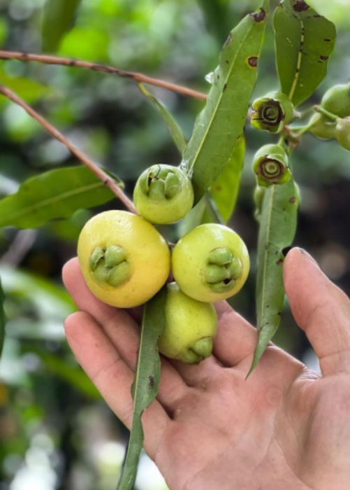 Rose Apple (Syzygium jambos)