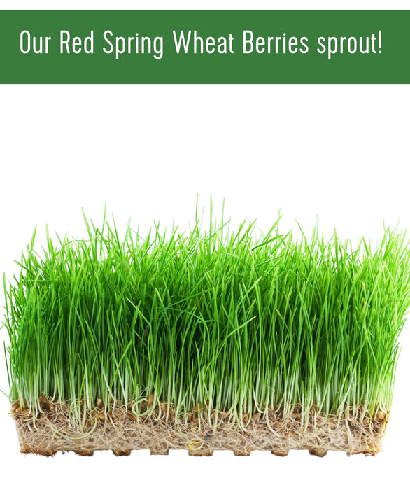 Hard Red Spring Wheat Bundle | 100 LB | Certified Glyphosate Residue Free