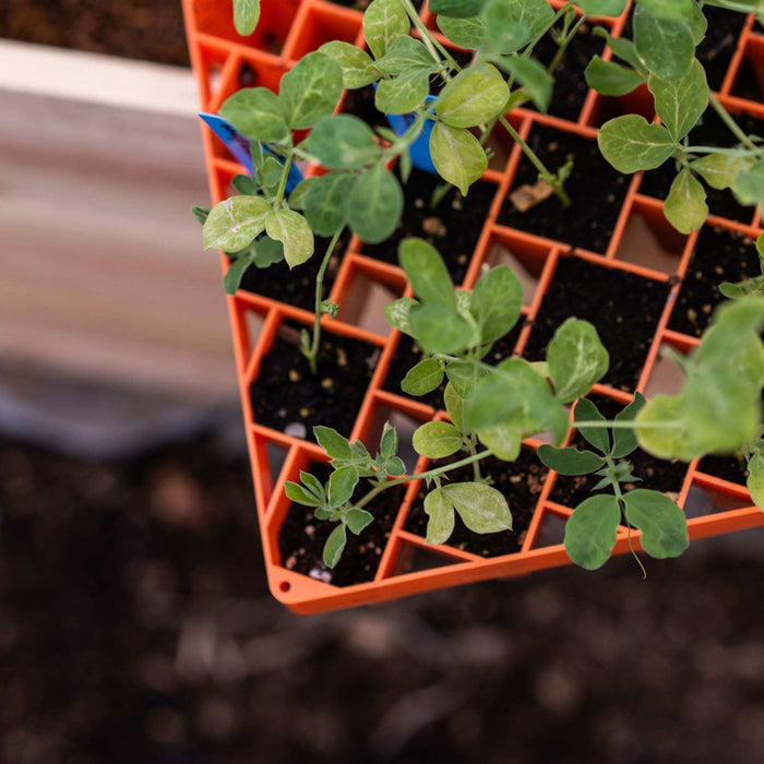 Air Prune Propagation Tray - 72 Cell