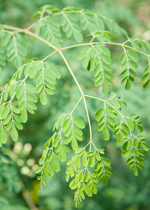 Moringa (Moringa oleifera)
