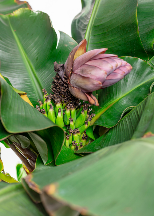 Banana 'Dwarf Cavendish' (Musa acuminata)