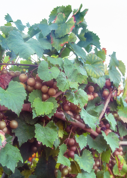 Grape 'Carlos' (Vitis rotundifolia 'Carlos')
