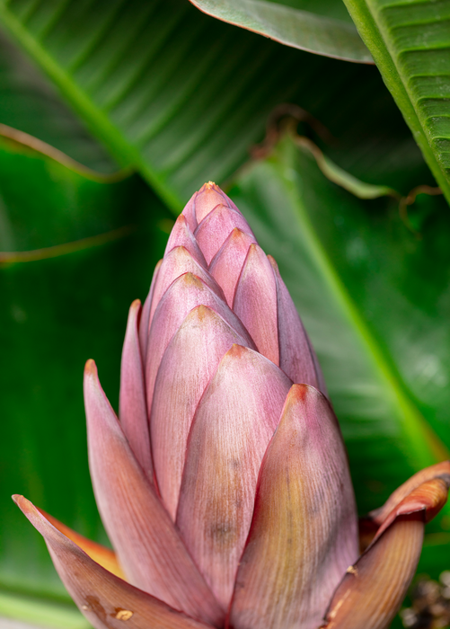 Banana 'Dwarf Cavendish' (Musa acuminata)