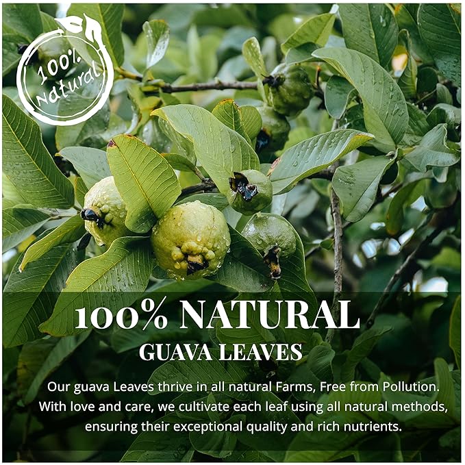 Akshit Dried Guava Leaves 100% Natural , ( Hojas De Guayaba ) | Loose Tea, Non-GMO, Vegan, Gluten-Free | Support Digestive and Immune Health  2.5 oz
