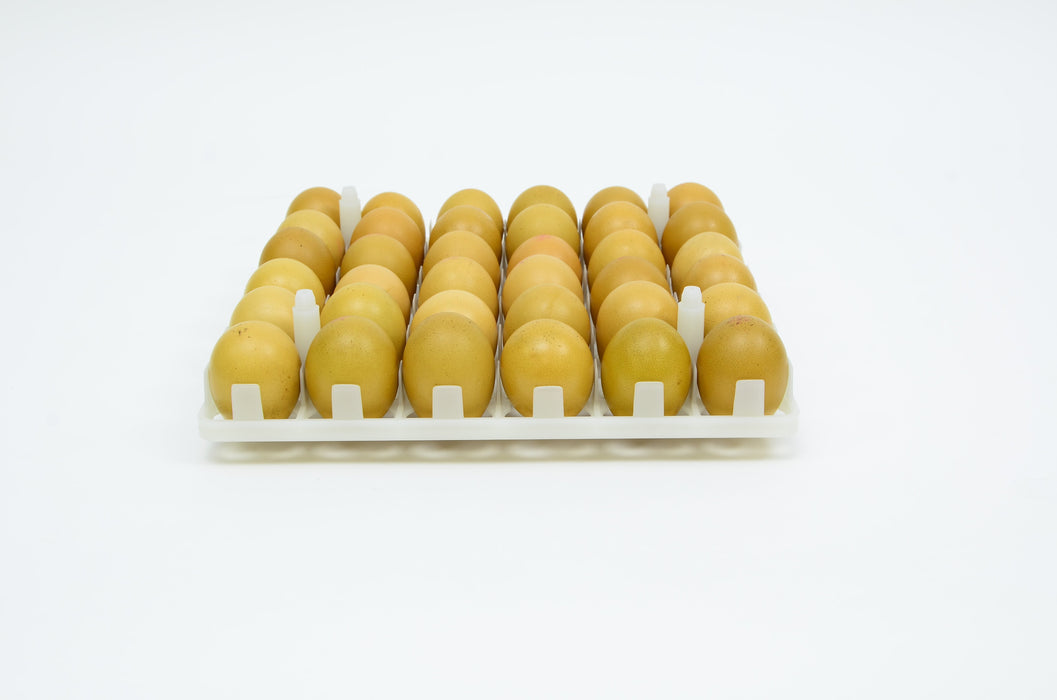 Egg Setter Tray - Chicken - 36 Eggs