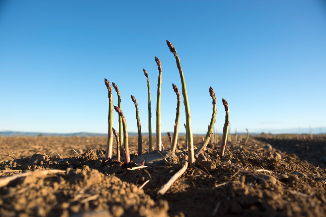 A Year in the Fields: The State of the Washington Farmer