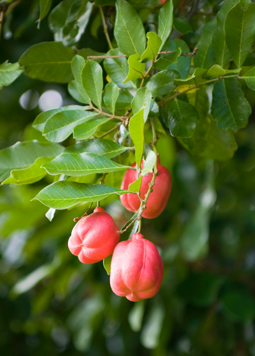 Ackee (Blighia sapida)