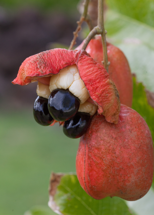 Ackee (Blighia sapida)
