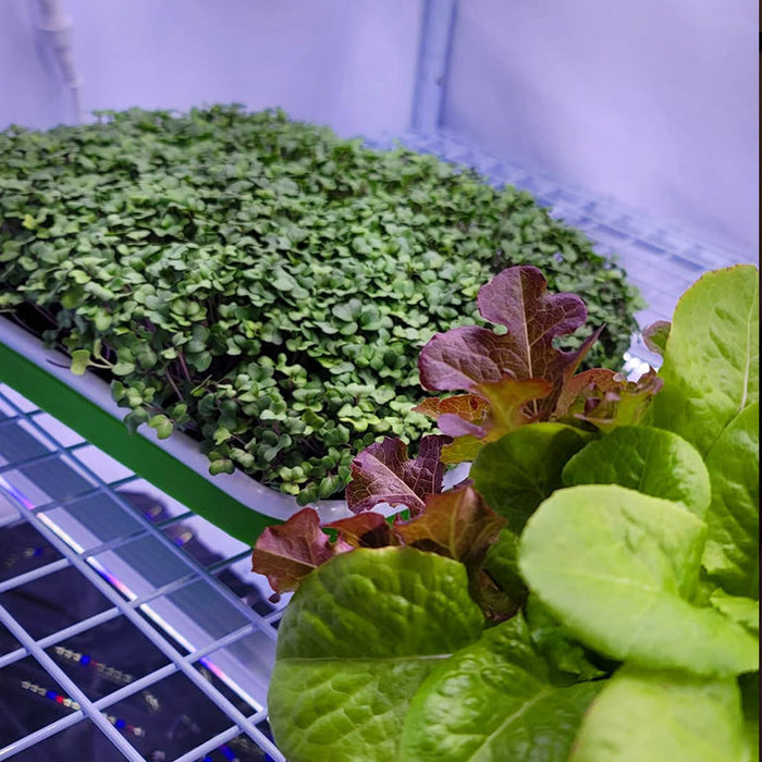 Clones & Cuttings 3-Tier Walden White LED Grow Tent Kit