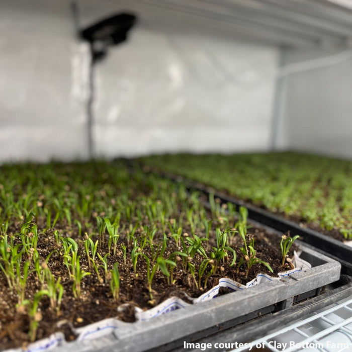 Clones & Cuttings 3-Tier Walden White LED Grow Tent Kit