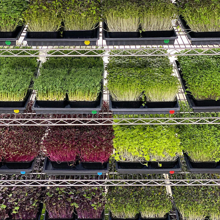 Integrated Dual T8 4FT LED Grow Light (100W Eqv.) – Sun White Spectrum