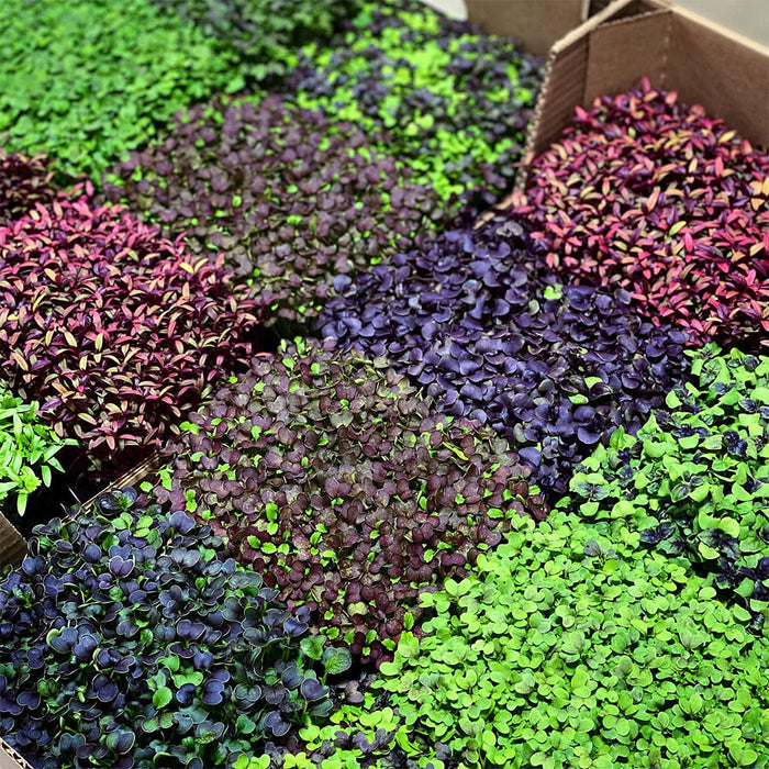 Integrated Dual T8 4FT LED Grow Light (100W Eqv.) – Sun White Spectrum