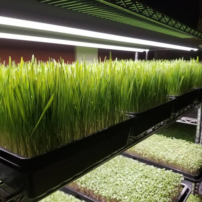 Integrated Strip T5 4FT LED Grow Light (54W Eqv.) – Sun White Spectrum