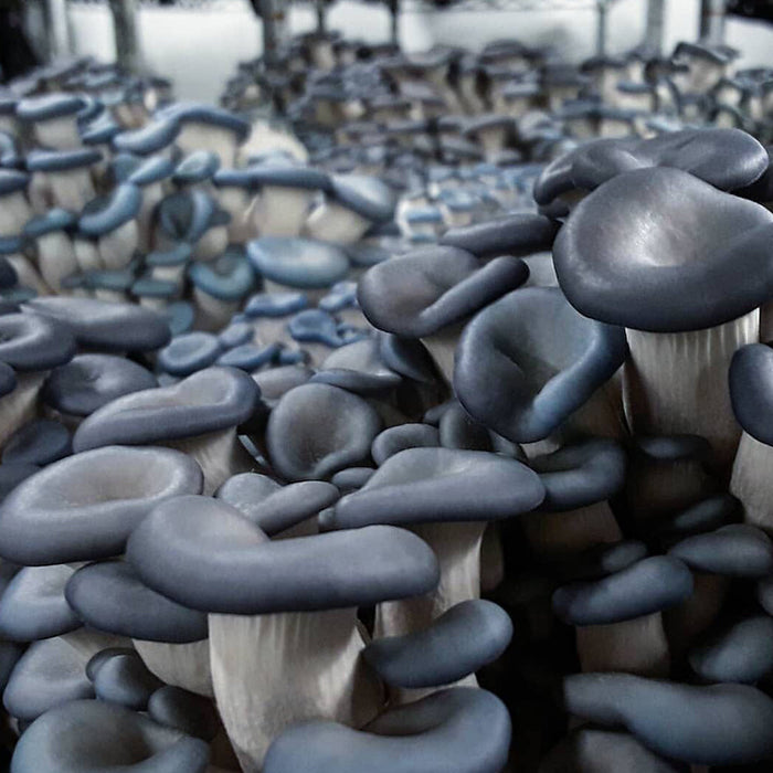 Integrated Strip T5 4FT LED Mushroom Grow Light (54W Eqv.) – Blue Sun Spectrum