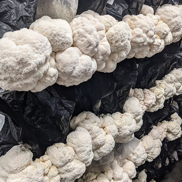 T5 HO 2.0 4FT 4 Lamp LED Mushroom Grow Light (216W Eqv.) – Blue Sun Spectrum