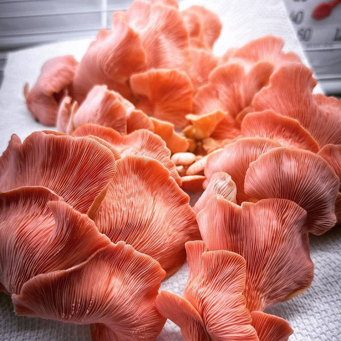 Integrated Strip T5 4FT LED Mushroom Grow Light (54W Eqv.) – Blue Sun Spectrum