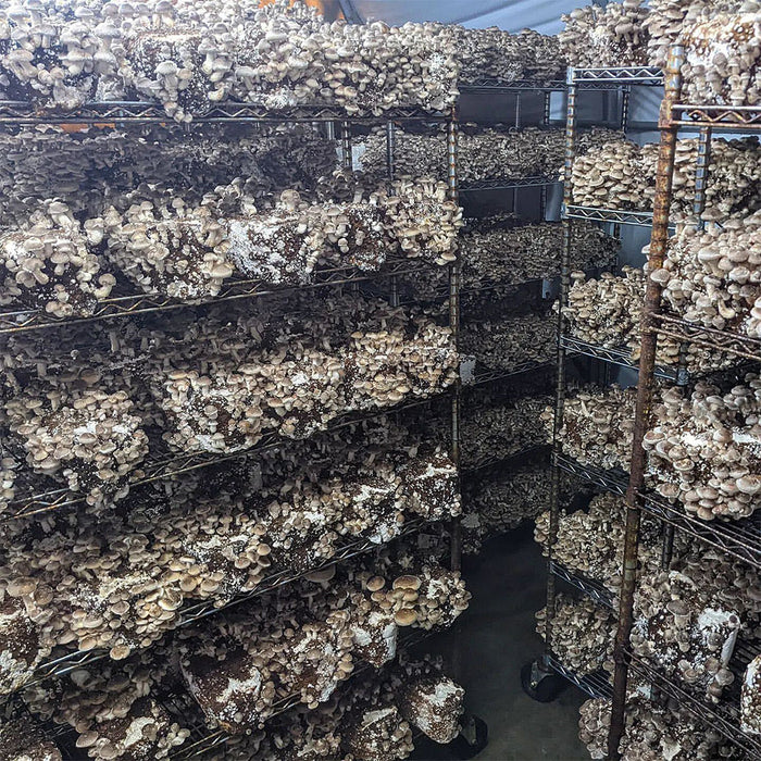 Integrated Strip T5 4FT LED Mushroom Grow Light (54W Eqv.) – Blue Sun Spectrum