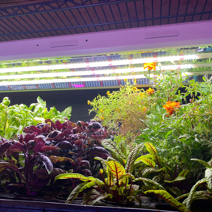 T5 HO Plug & Play 4FT LED Grow Lamp (54W Eqv.) – Sun White Pro Spectrum