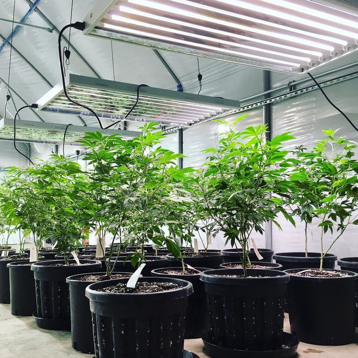 T5 HO 4FT 8 Lamp LED Grow Light (432W Eqv.) - Sun White Pro Spectrum