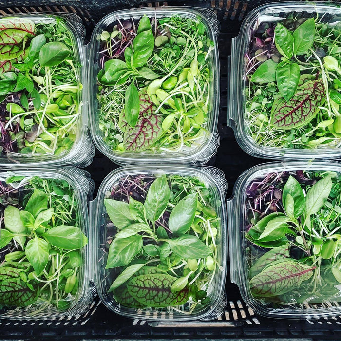 T5 HO 2.0 4FT 4 Lamp LED Grow Light (216W Eqv.) – Red Bloom Pro Spectrum