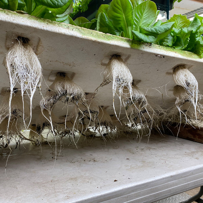 T5 HO Plug & Play 2FT LED Grow Lamp (24W Eqv.) – Sun White Spectrum