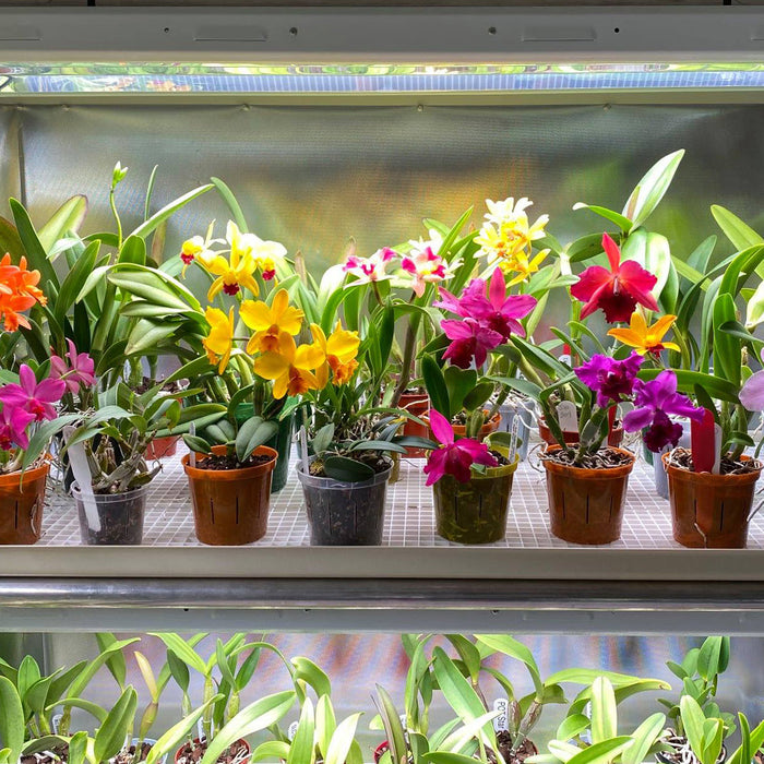 T5 HO Plug & Play 2FT LED Grow Lamp (24W Eqv.) – Sun White Spectrum