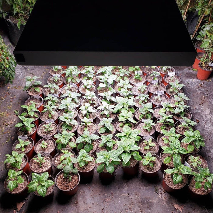 T5 HO Ballast Bypass 4FT LED Grow Lamp (54W Eqv.) – Sun White Pro Spectrum