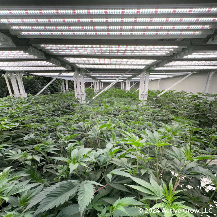 T5 HO Ballast Bypass 4FT LED Grow Lamp (54W Eqv.) – Sun White Pro Spectrum