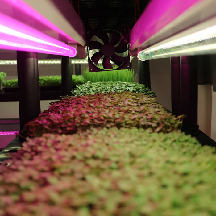 T8 HO 4FT LED Grow Lamp (40W Eqv.) – Red Bloom Pro Spectrum