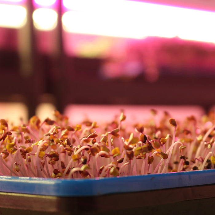 T8 HO 4FT LED Grow Lamp (40W Eqv.) – Red Bloom Pro Spectrum