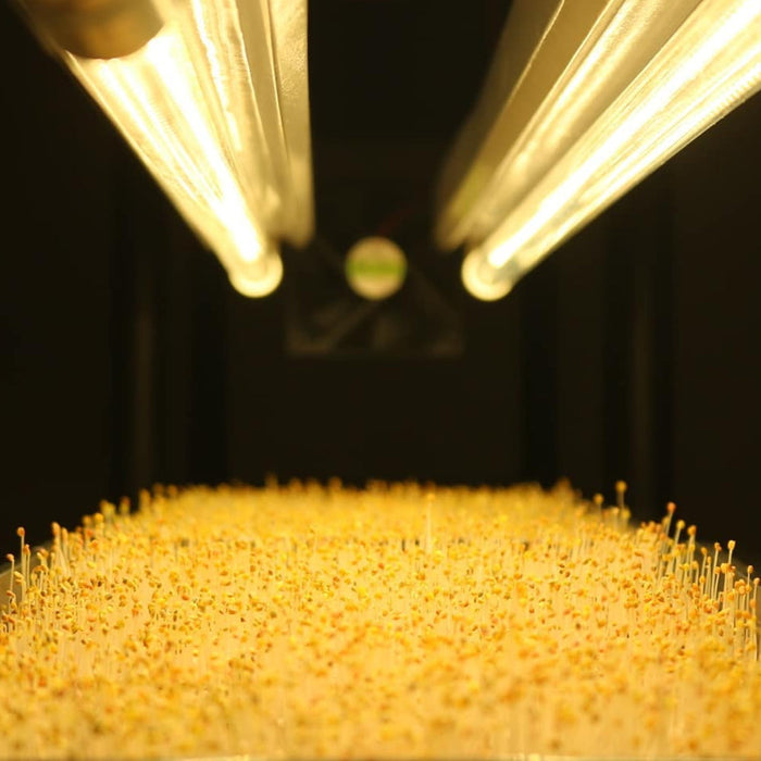 T8 HO 4FT LED Grow Lamp (40W Eqv.) – Sun White Spectrum