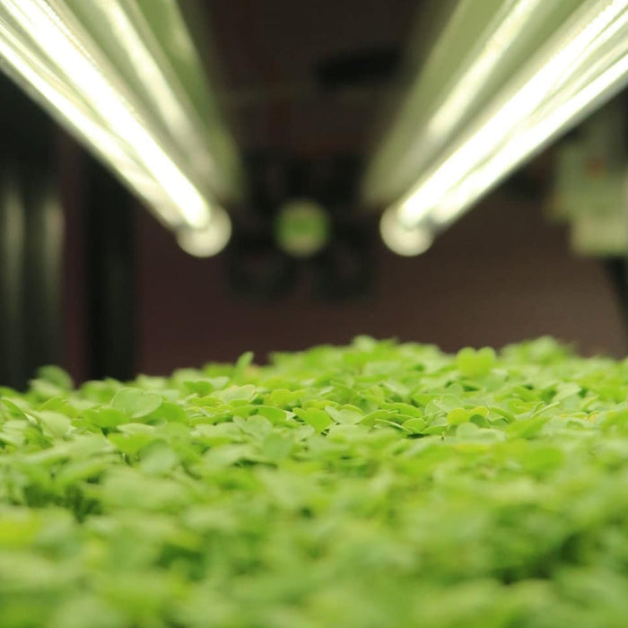 T8 HO 4FT LED Grow Lamp (40W Eqv.) – Sun White Pro Spectrum