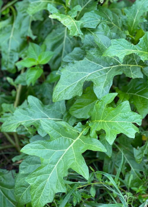 African Eggplant, Nya Nya Chungu (Solanum aethiopicum)