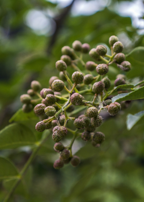 Allspice (Pimenta dioica)
