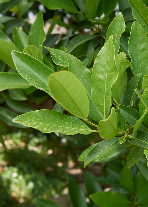 Allspice (Pimenta dioica)