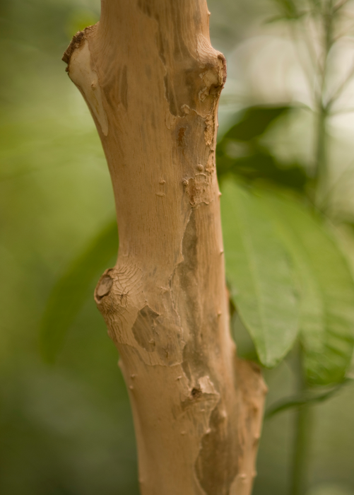 Allspice (Pimenta dioica)